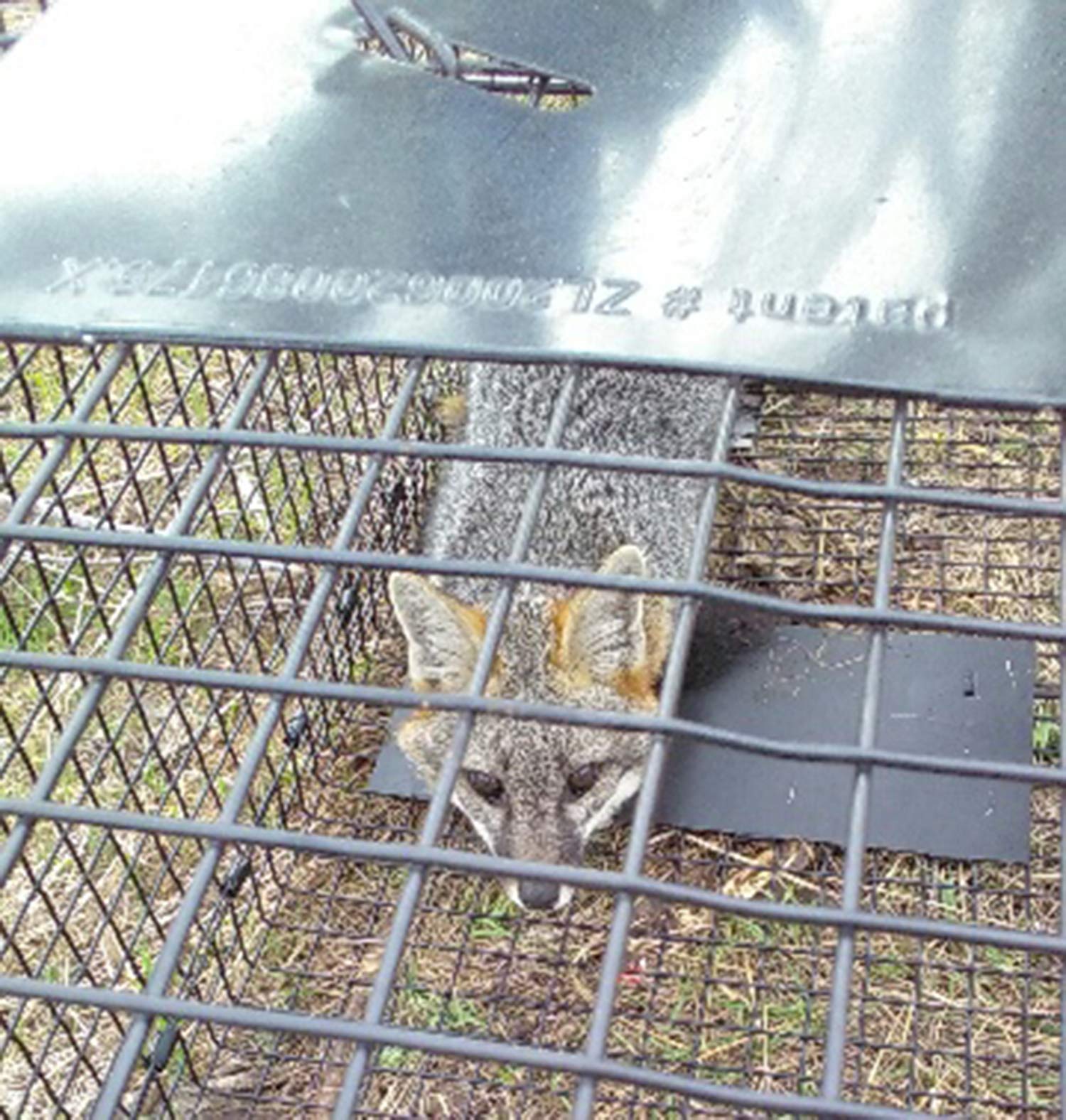 Humane Way Humane Way Folding Live Animal Trap - Easy Setup & Safe Use